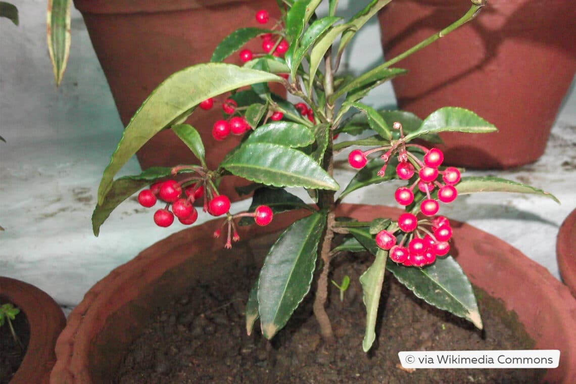 gekerbten Spitzblume (Ardisia crenata) im Topf