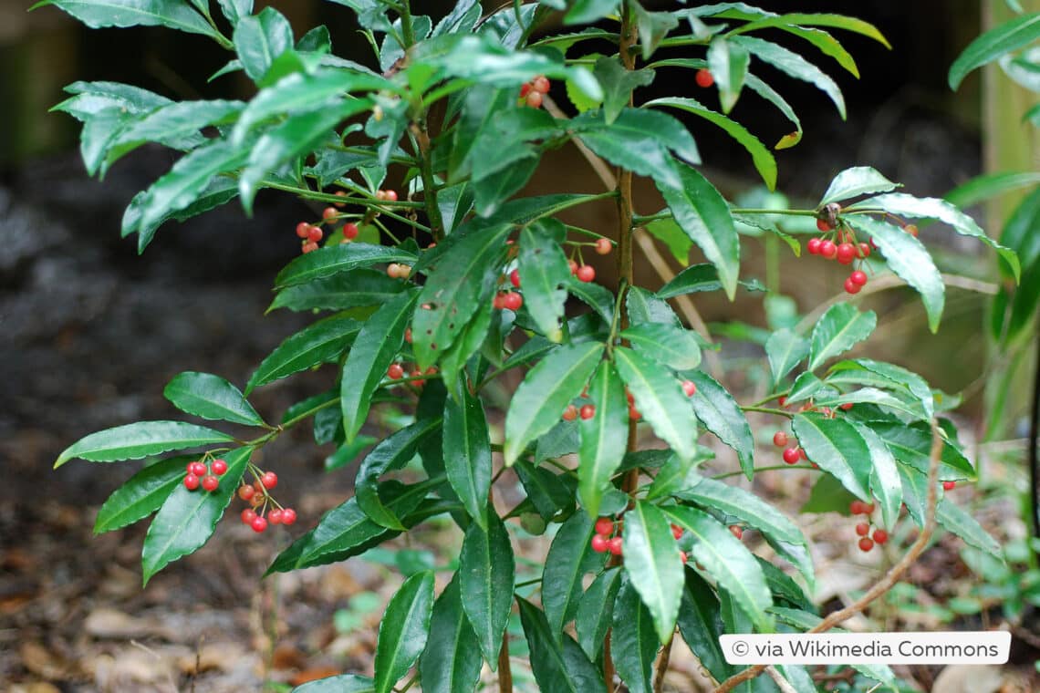 gekerbte Spitzblume (Ardisia crenata)