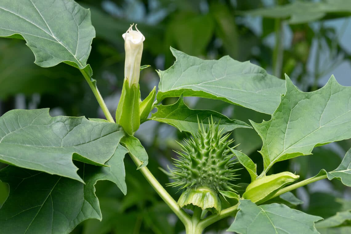 Gemeiner Stechapfel (Datura stramonium)