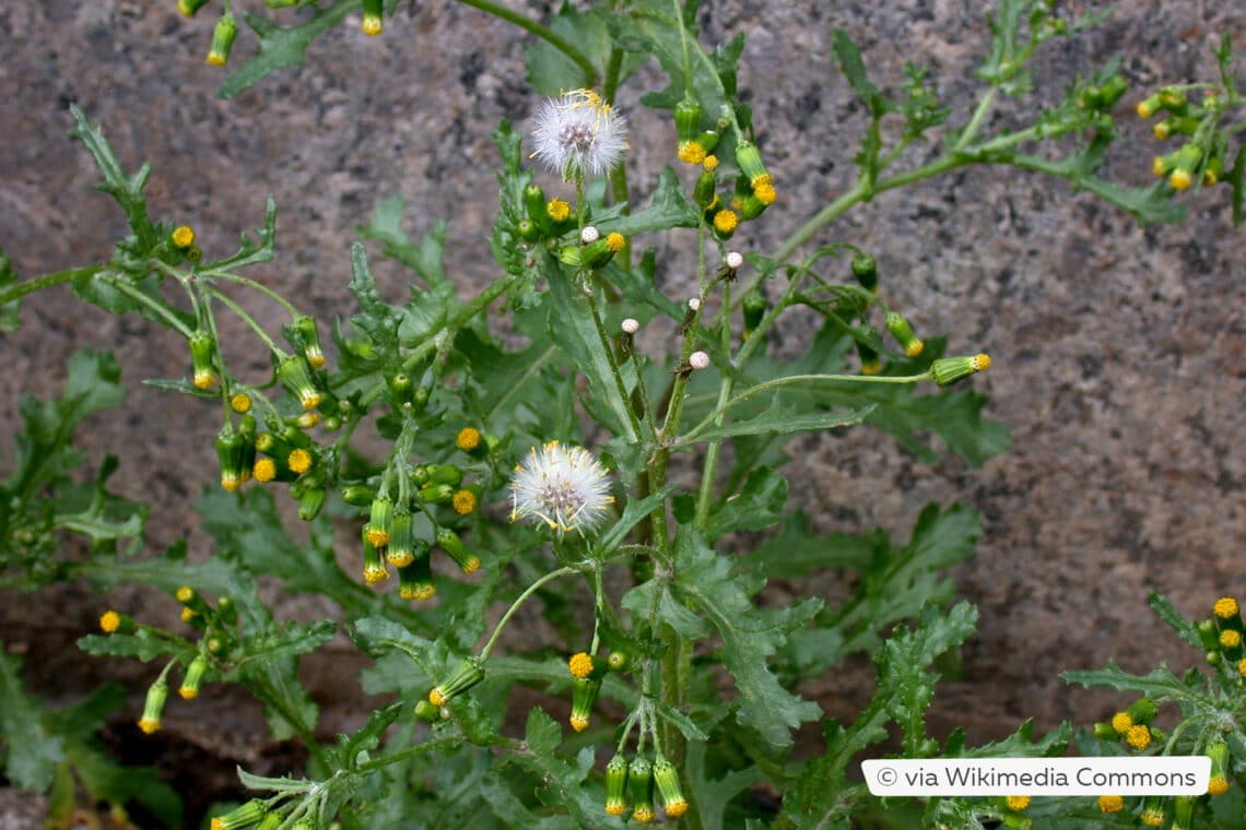 Gemeines Kreuzkraut (Senecio vulgaris)