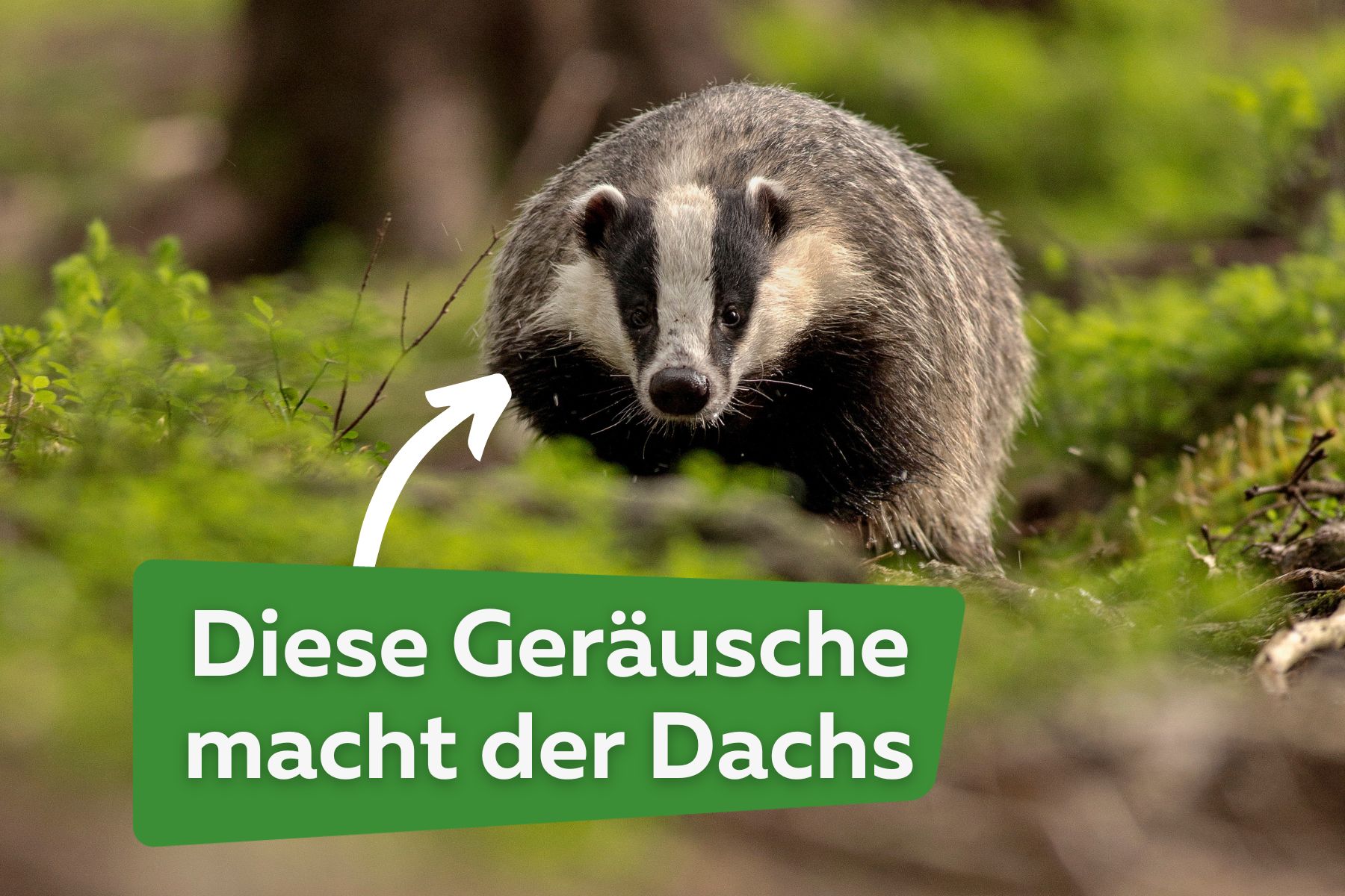 Diese Geräusche macht der Dachs Titel