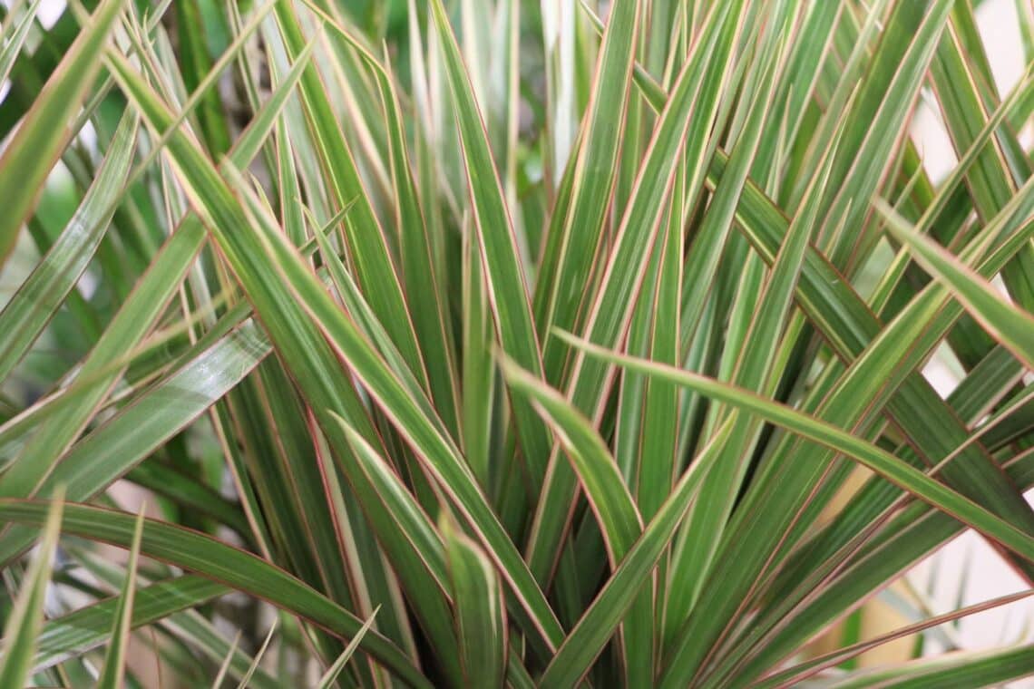 Gerandeter Drachenbaum (Dracaena marginata)