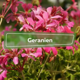 Geranien