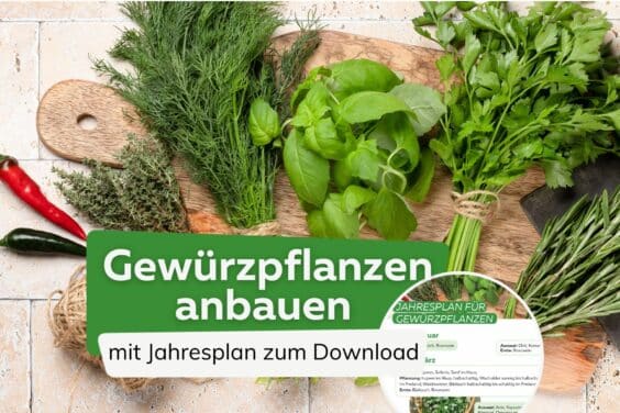 Gewürzpflanzen anbauen Titel