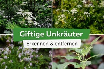 Giftige Unkräuter erkennen und entfernen