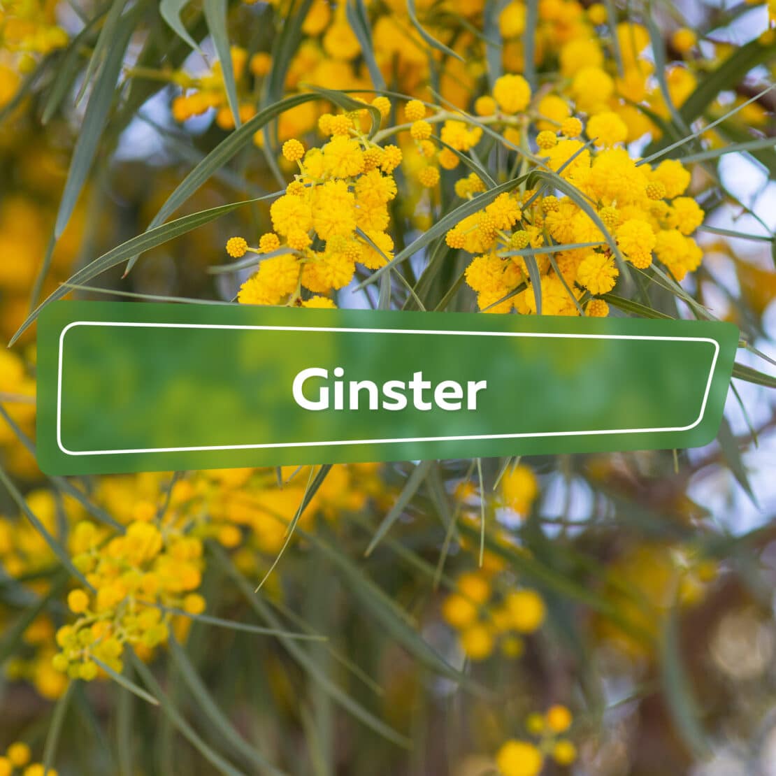 Ginster