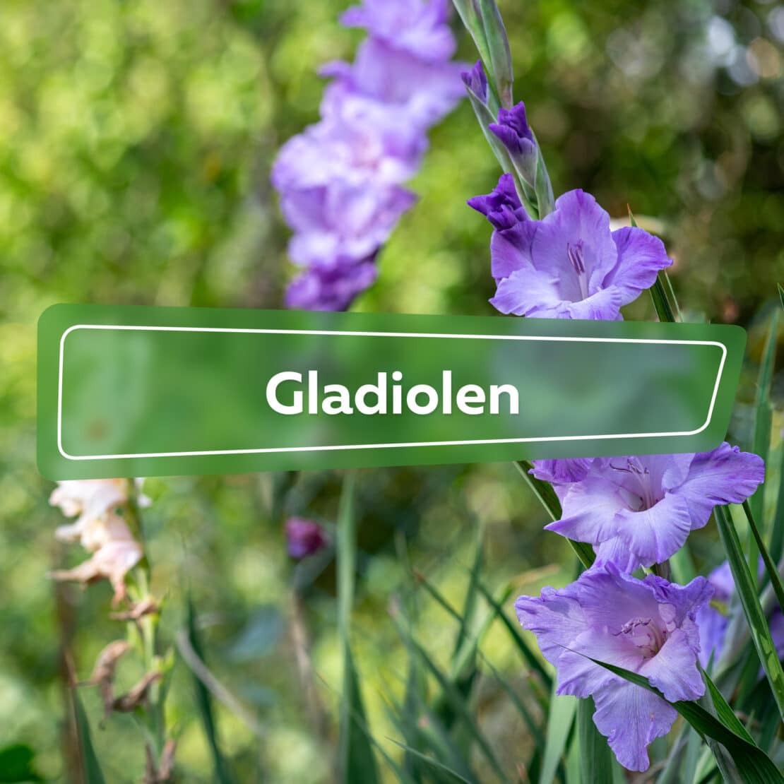 Gladiolen