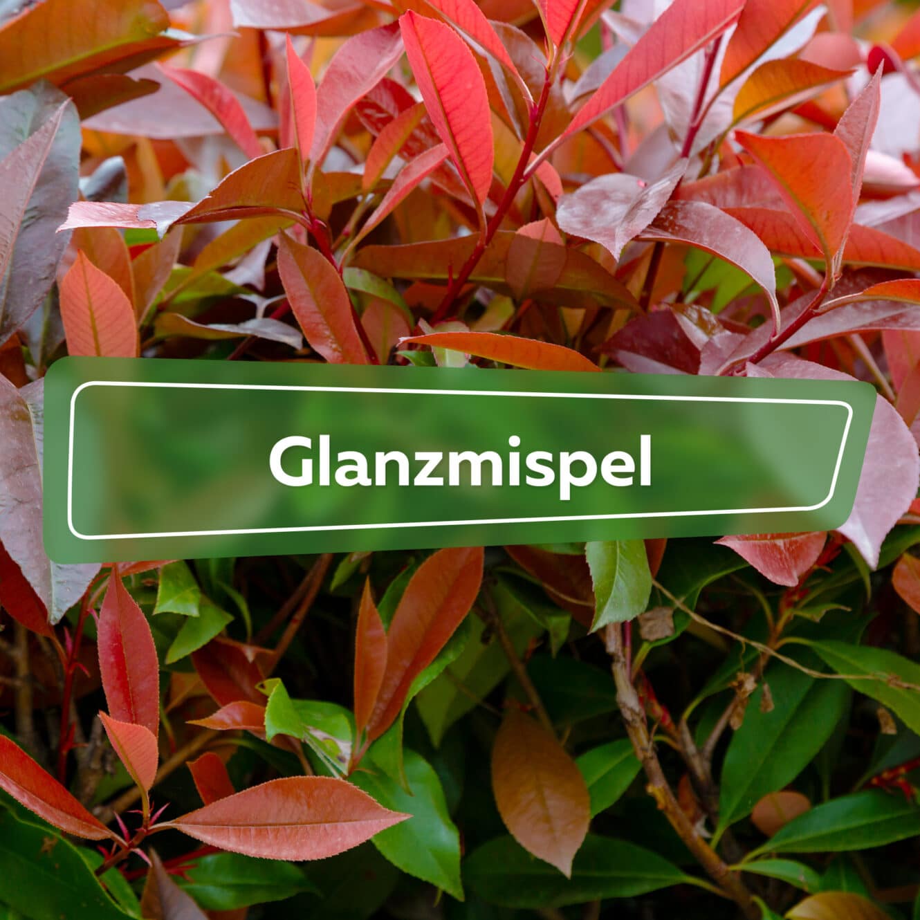 Glanzmispel Lasst Blatter Hangen