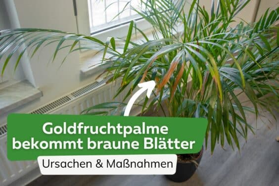 Goldfruchtpalme bekommt braune Blätter Titel