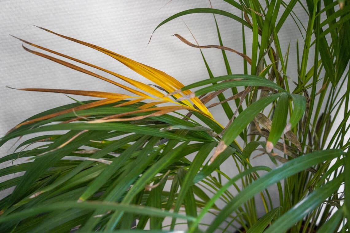 Goldfruchtpalme (Dypsis lutescens) mit braunem Blatt