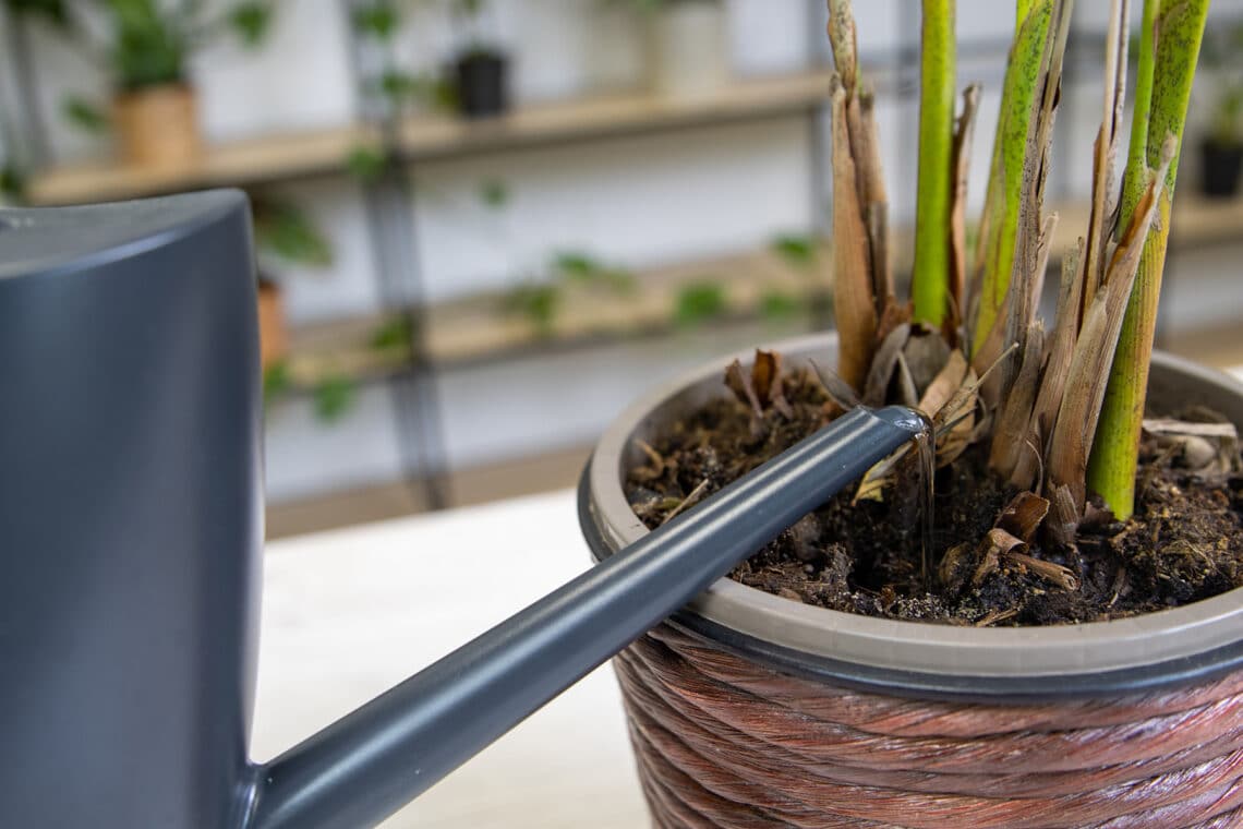 Goldfruchtpalme (Dypsis lutescens) gießen