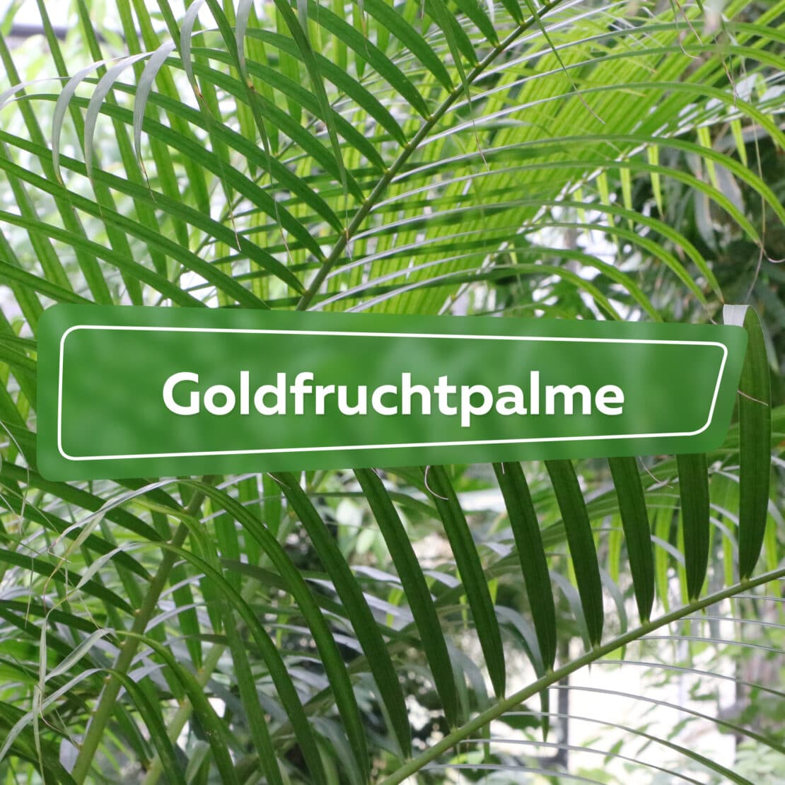 Goldfruchtpalme