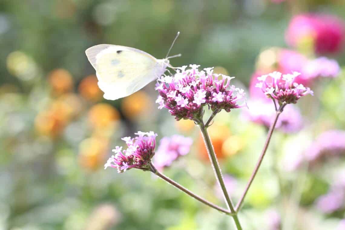 Großer Kohlweißling (Pieris brassicae)