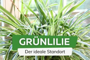 Grünlilie Standort