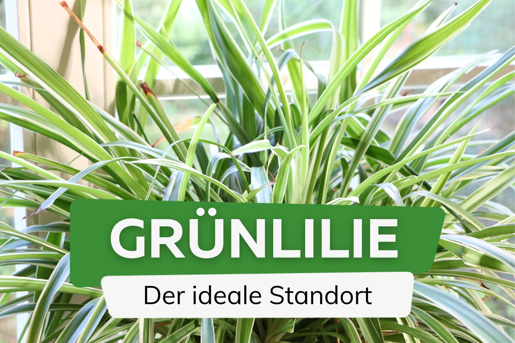 Grünlilie Standort