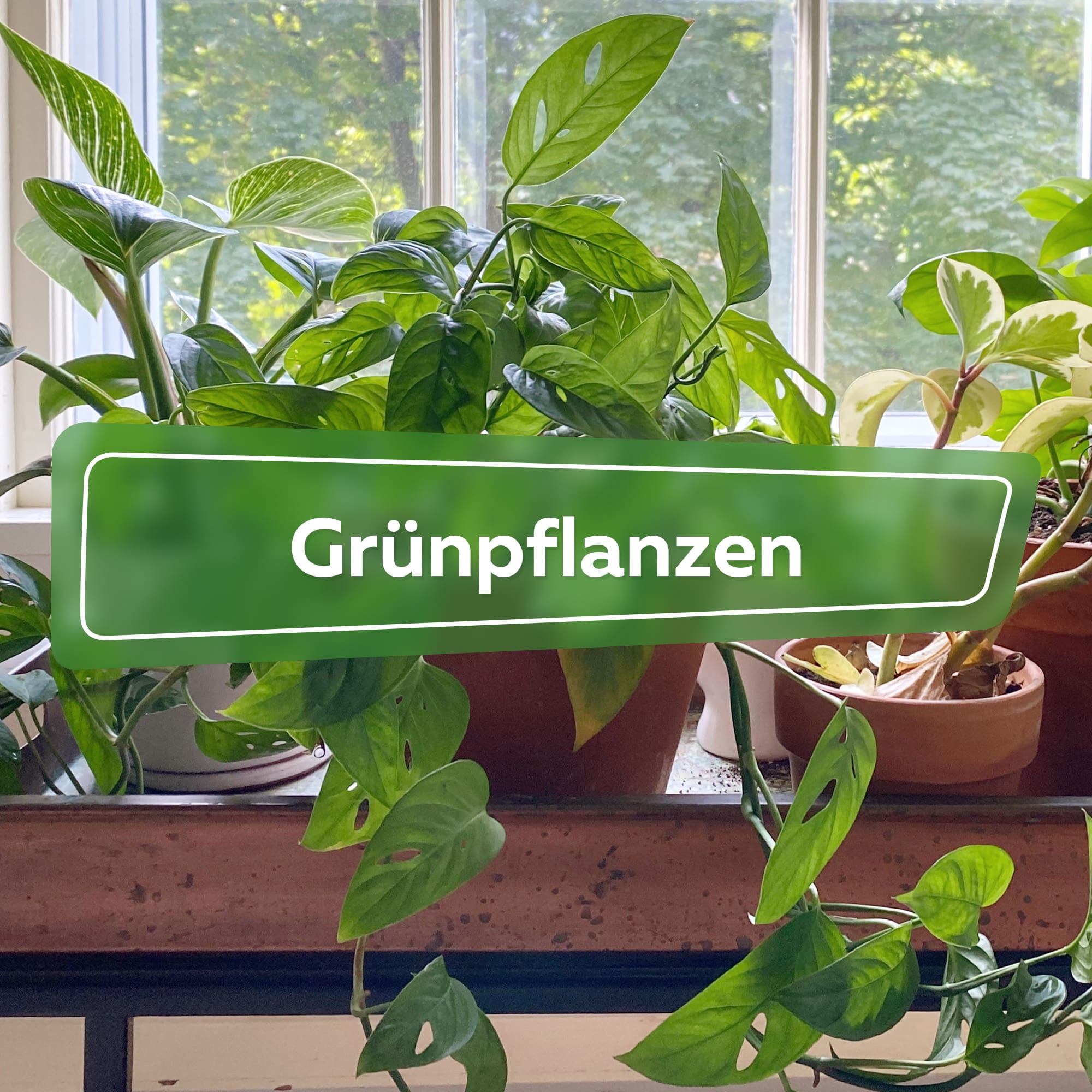 Grünpflanzen Ratgeber - Hortica