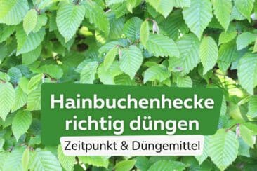 Hainbuchenhecke düngen