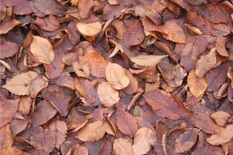 Herbstlaub der Hainbuchenhecke