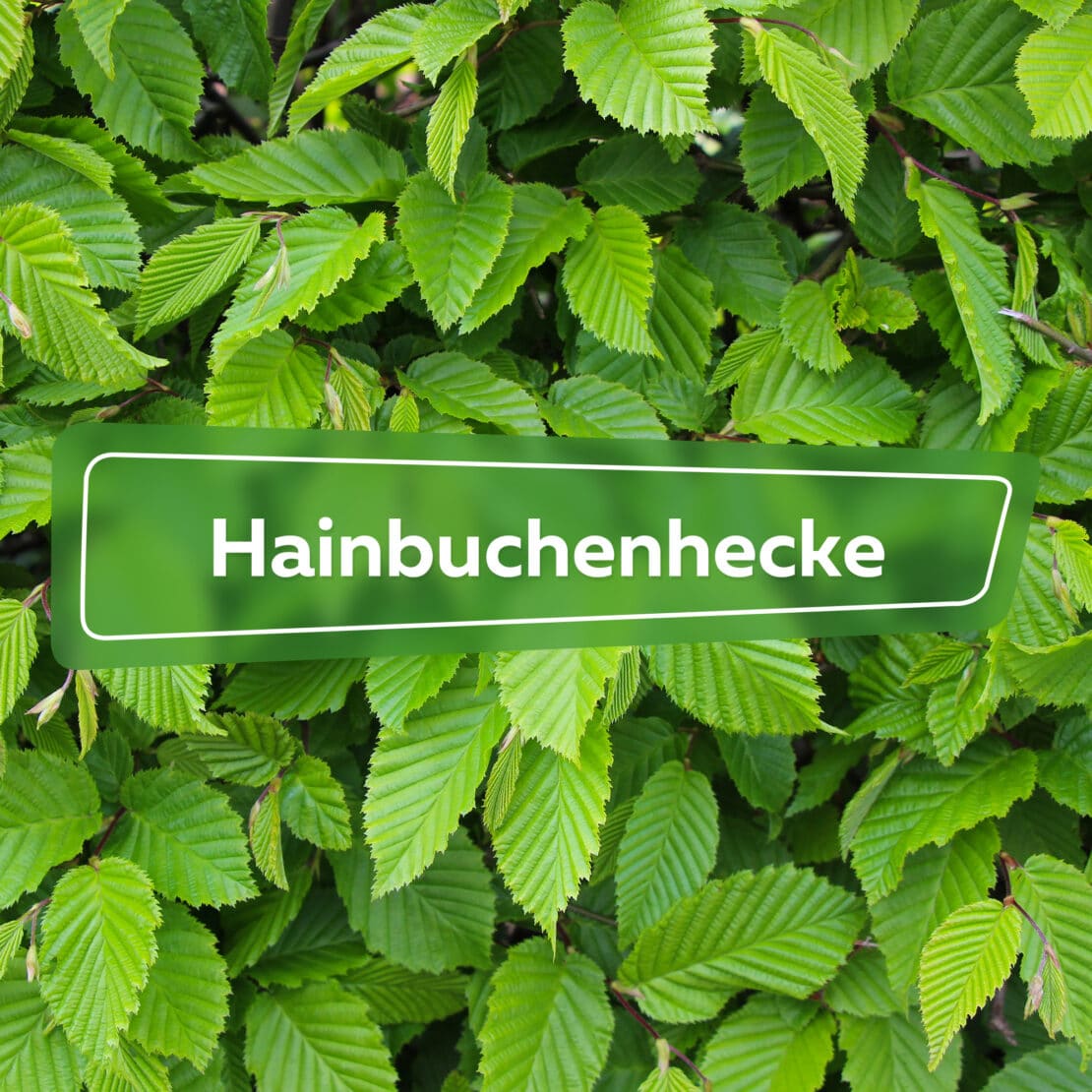 Hainbuchenhecke