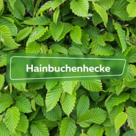 Hainbuchenhecke