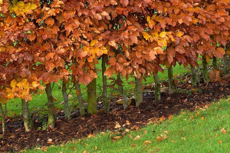 Herbstlaub als natürlicher Dünger für Hainbuchenhecke