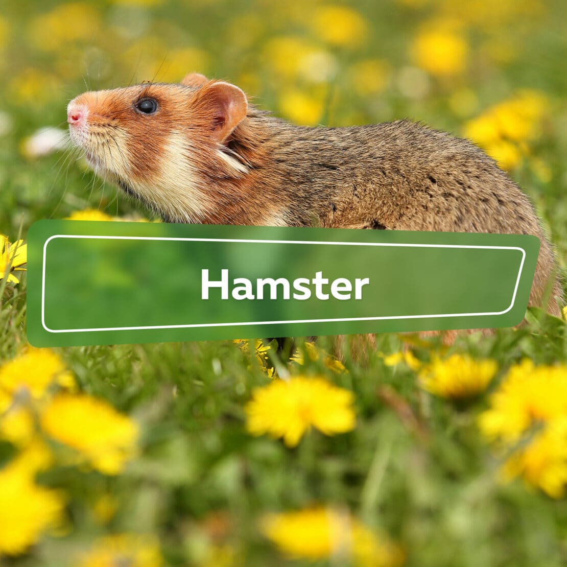 Hamster