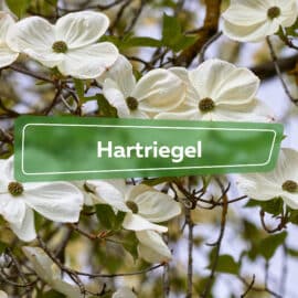 Hartriegel