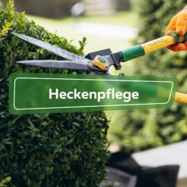 Heckenpflege