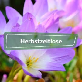 Herbstzeitlose