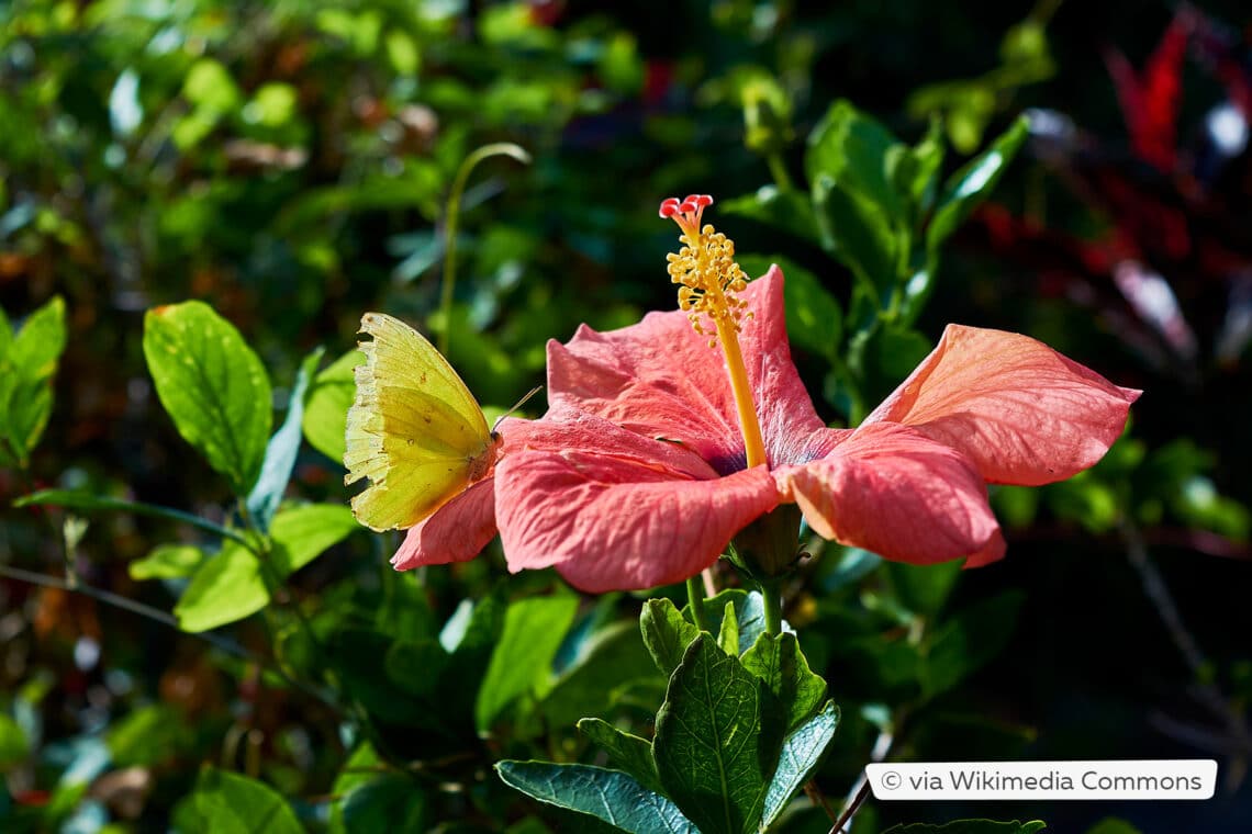 Hibiskus (Hibiscus)