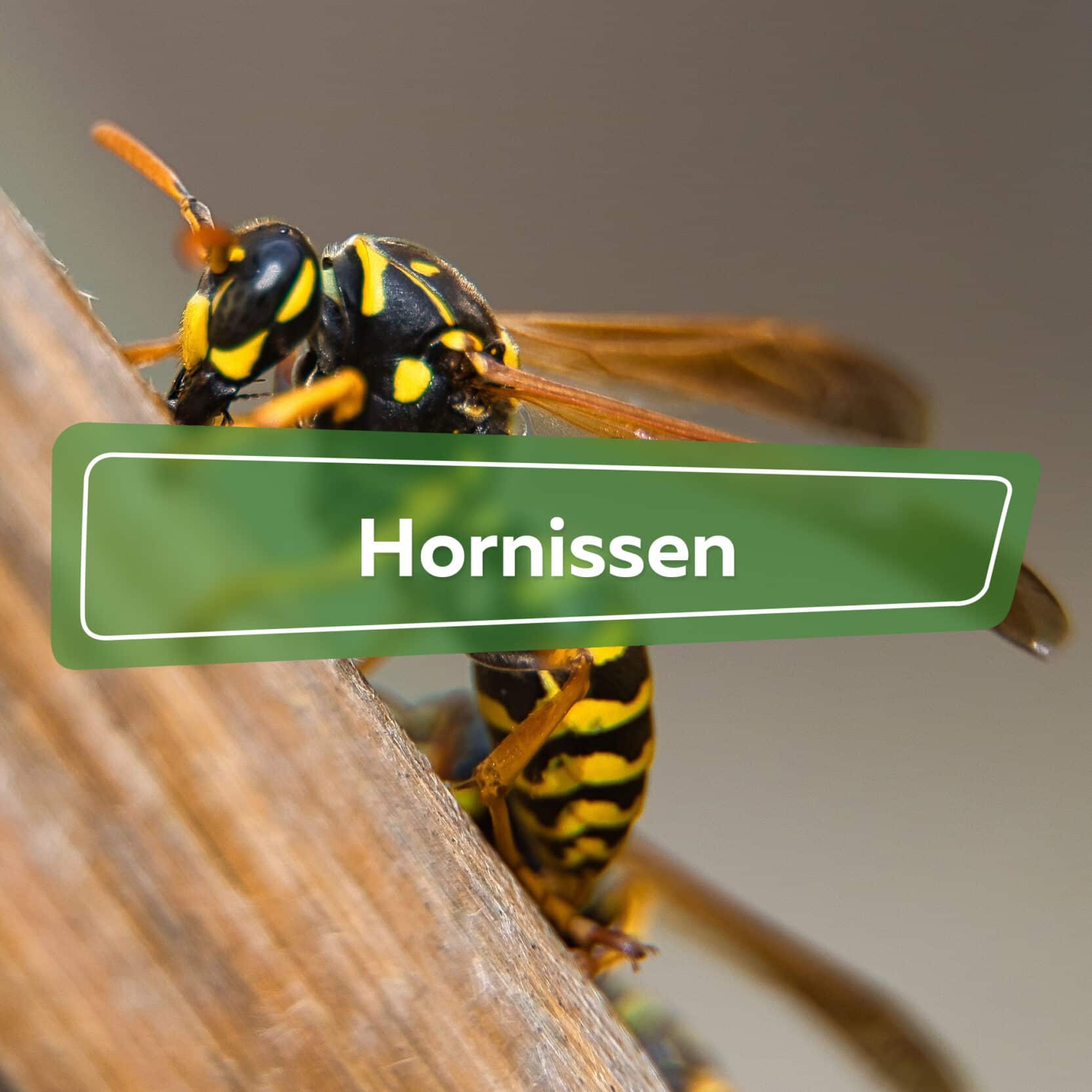 Schden Durch Hornissen Versicherung