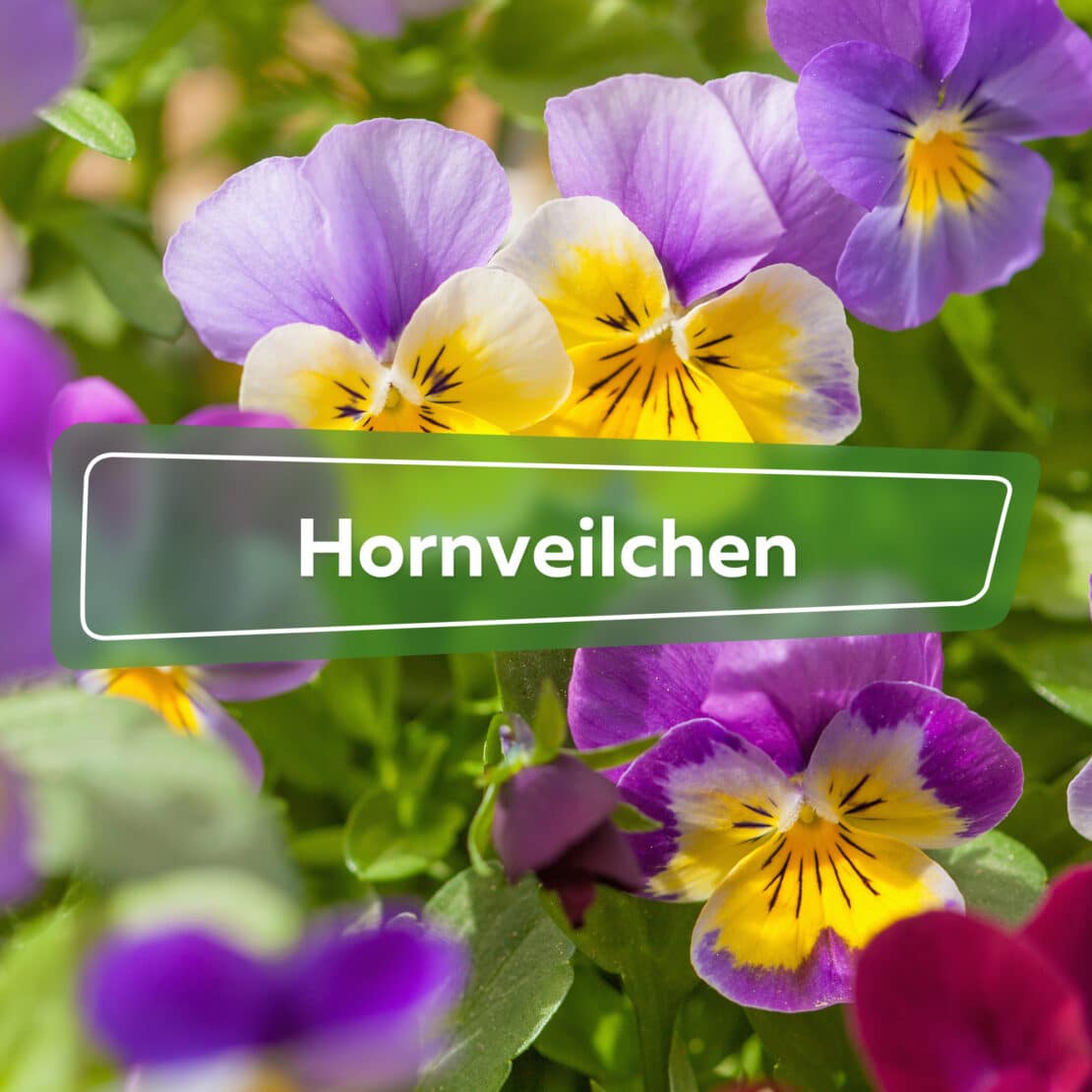 Hornveilchen