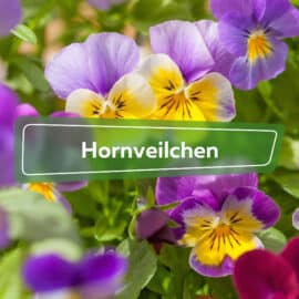 Hornveilchen