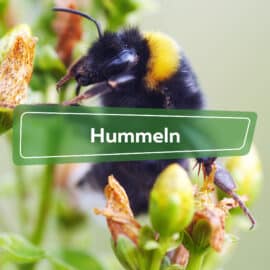 Hummeln