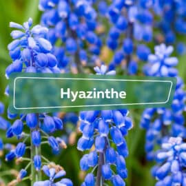 Hyazinthe