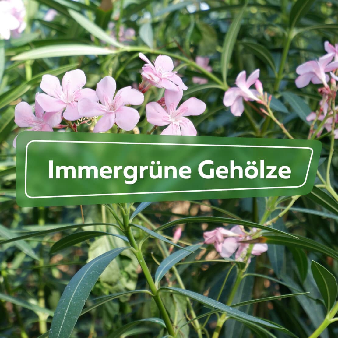 Immergrüne Gehölze