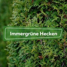 Immergrüne Hecken