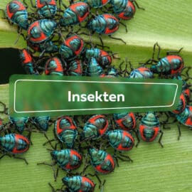 Insekten