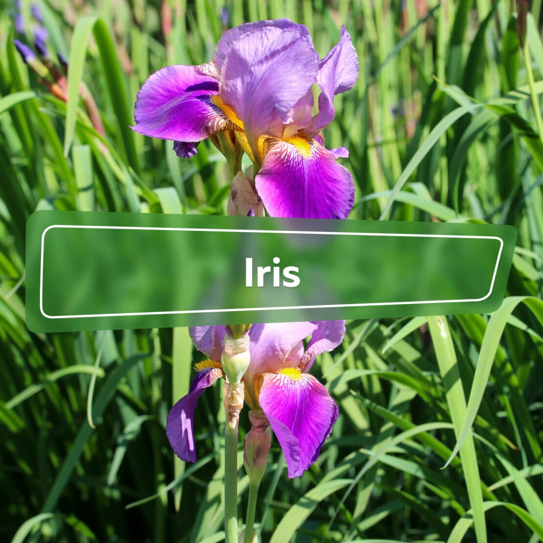 Iris