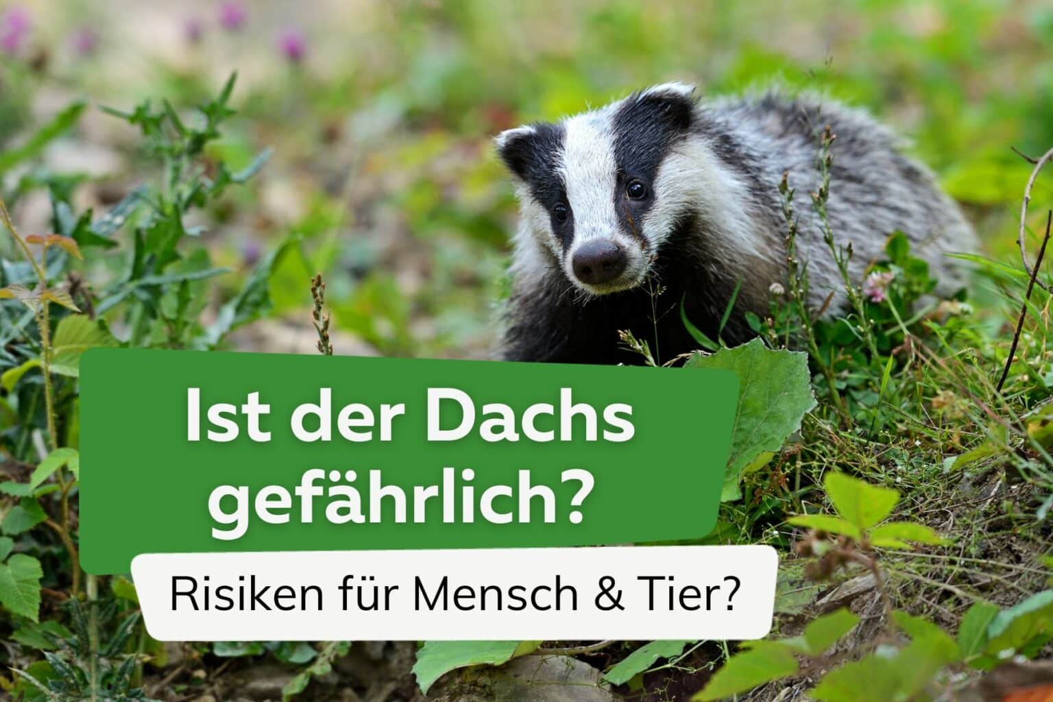 Dachs Ist der Dachs gefährlich?