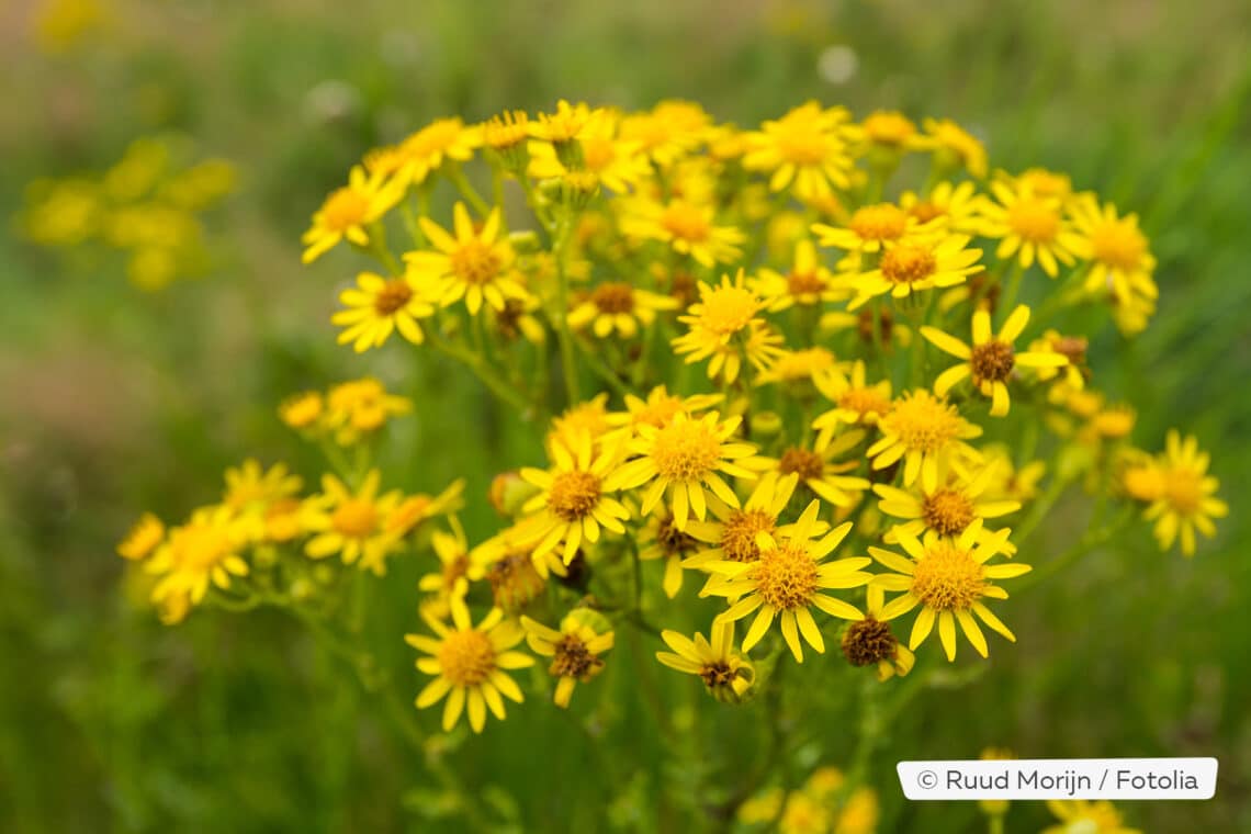 Jakobskreuzkraut (Jacobaea vulgaris)