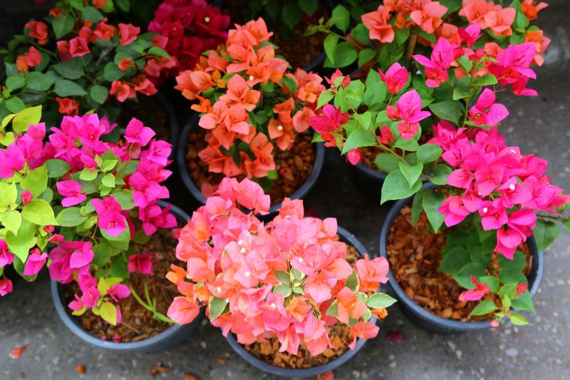 Junge Drillingsblume (Bougainvillea) im Topf