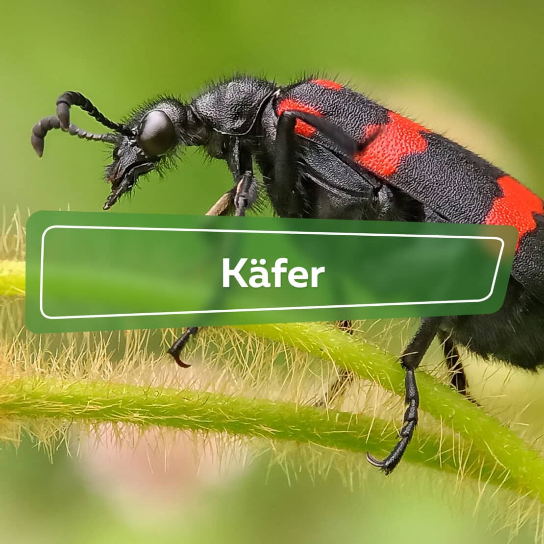 Käfer