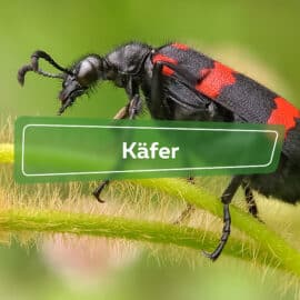 Käfer