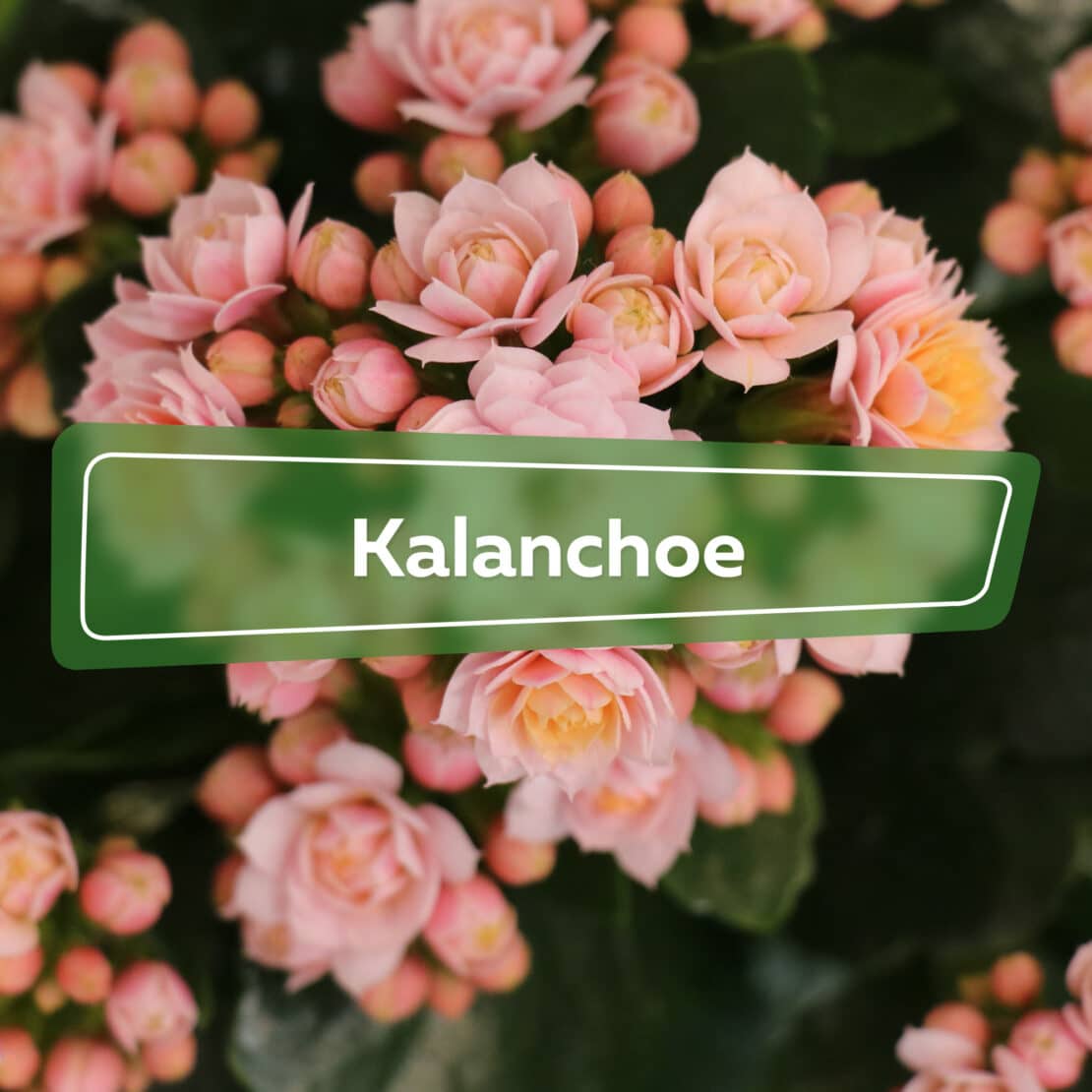 Kalanchoe