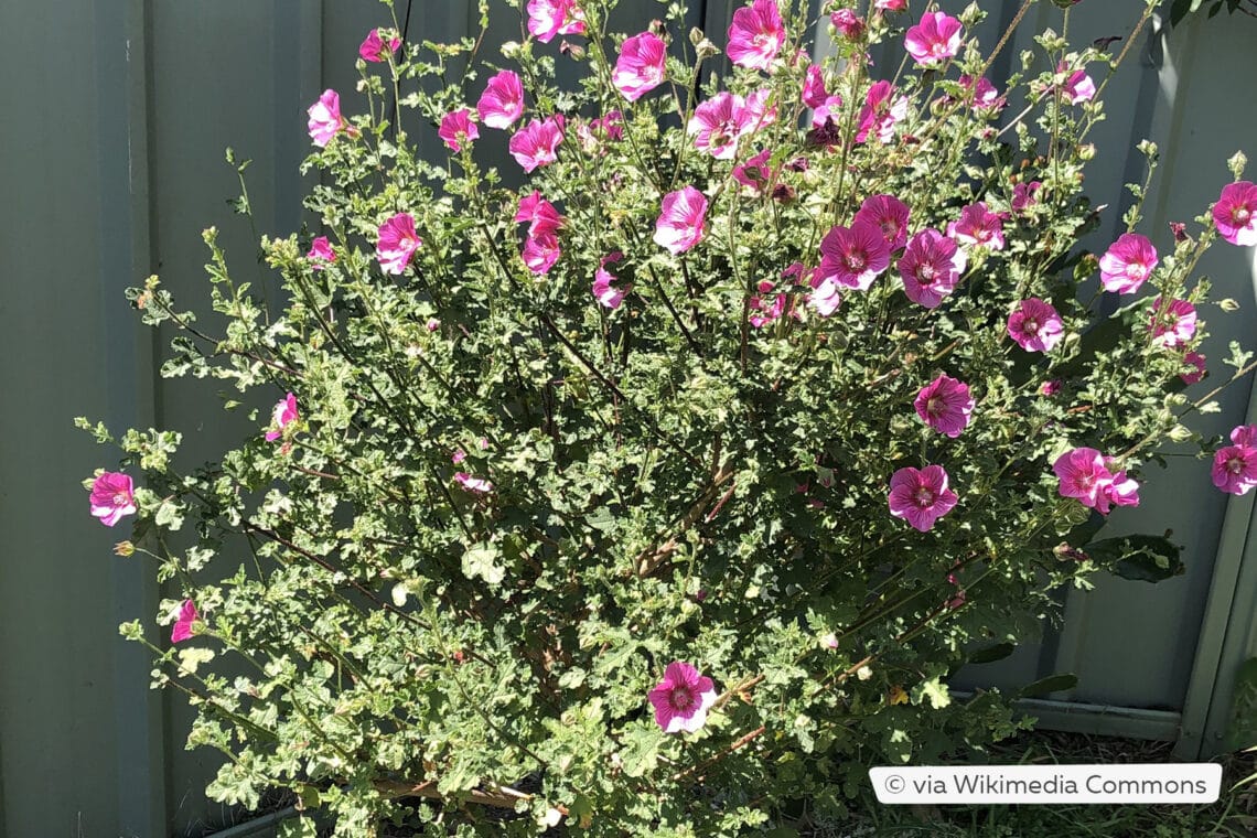 Kapmalve (Anisodontea capensis)