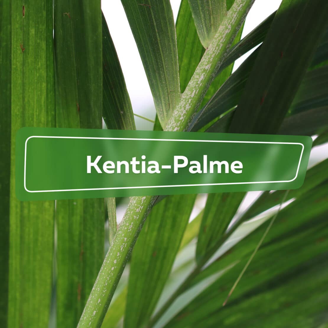 Kentia-Palme