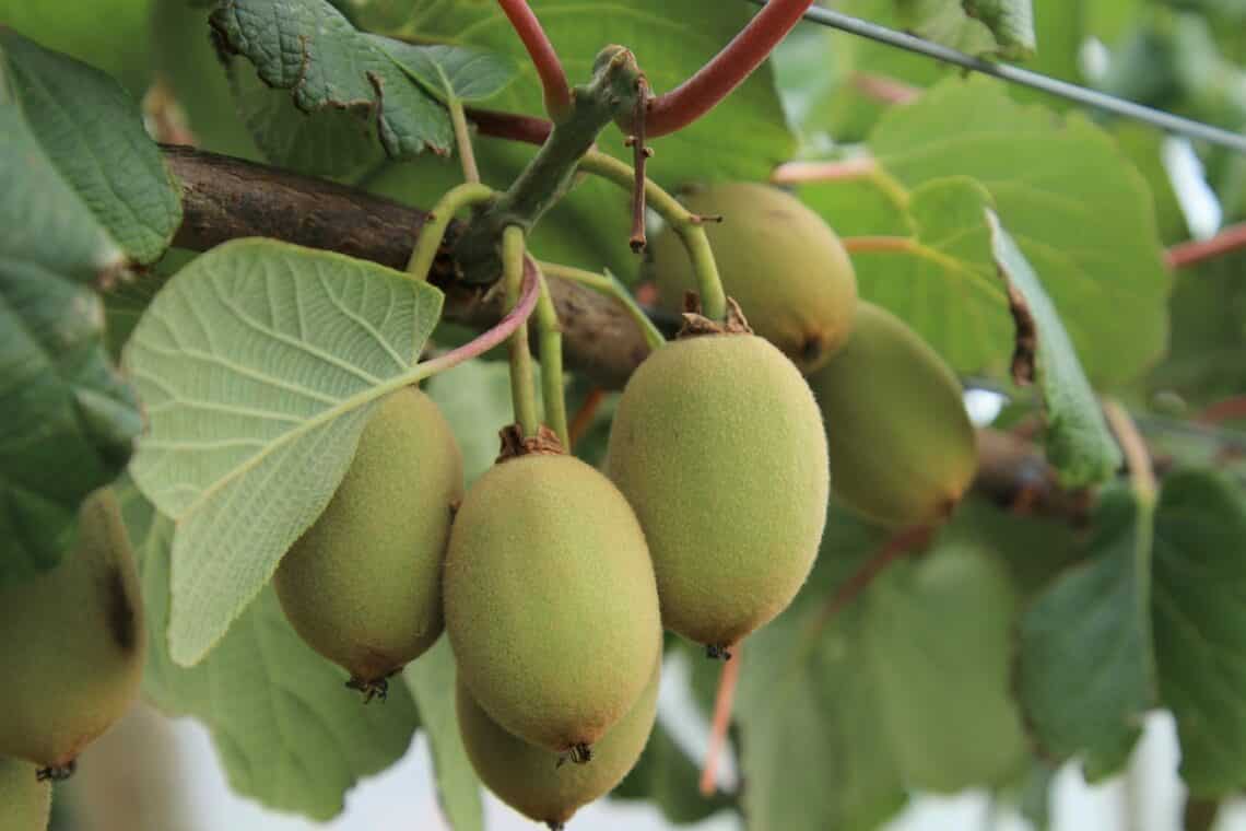 Kiwi (Actinidia deliciosa)