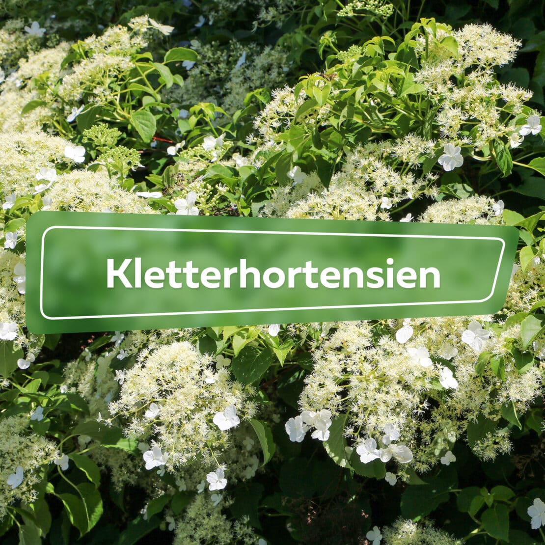 Kletterhortensien