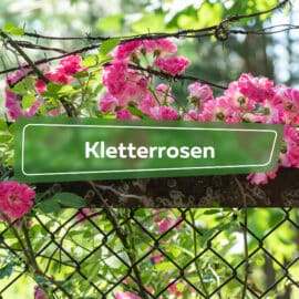 Kletterrosen